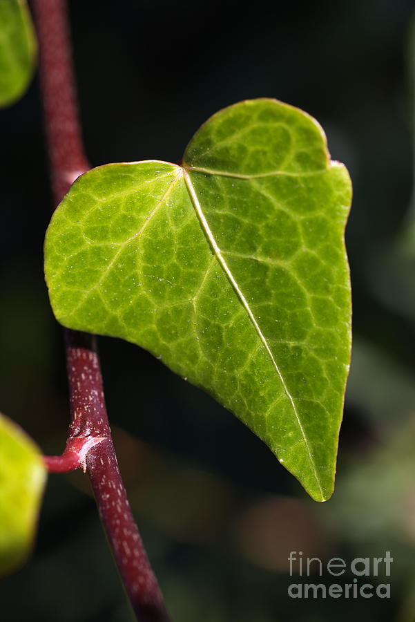 Leaf Of Hearts  Photograph by Joy Watson