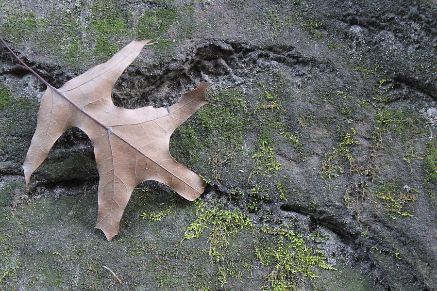 Starved Rock State Park Photograph - Leaf On A Canyon Wall by Callen Harty Starved Rock State Park Photograph - Leaf On A Canyon Wall by Callen Harty