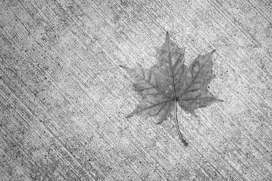 Leaf on a Wet Sidewalk Photograph by Scott Norris