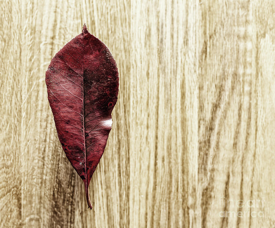 Leaf on a wood background Photograph by Jim Orr