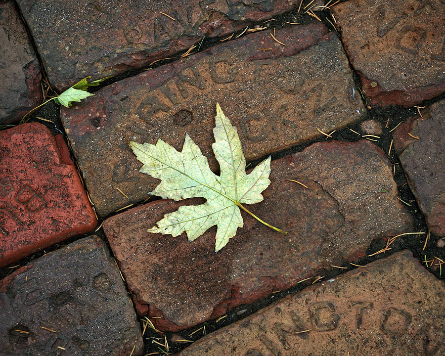 Leaf on Bricks Photograph by Jeff White