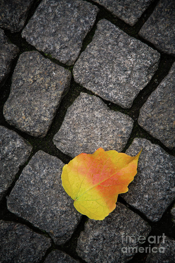 Leaf on cobblestones Photograph by Jane Rix
