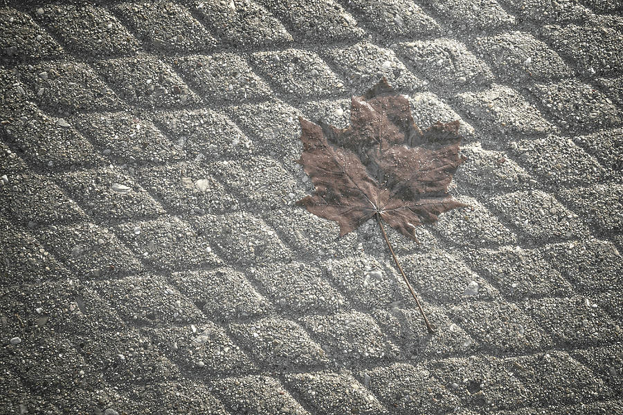 Leaf on Concrete II Photograph by Scott Norris