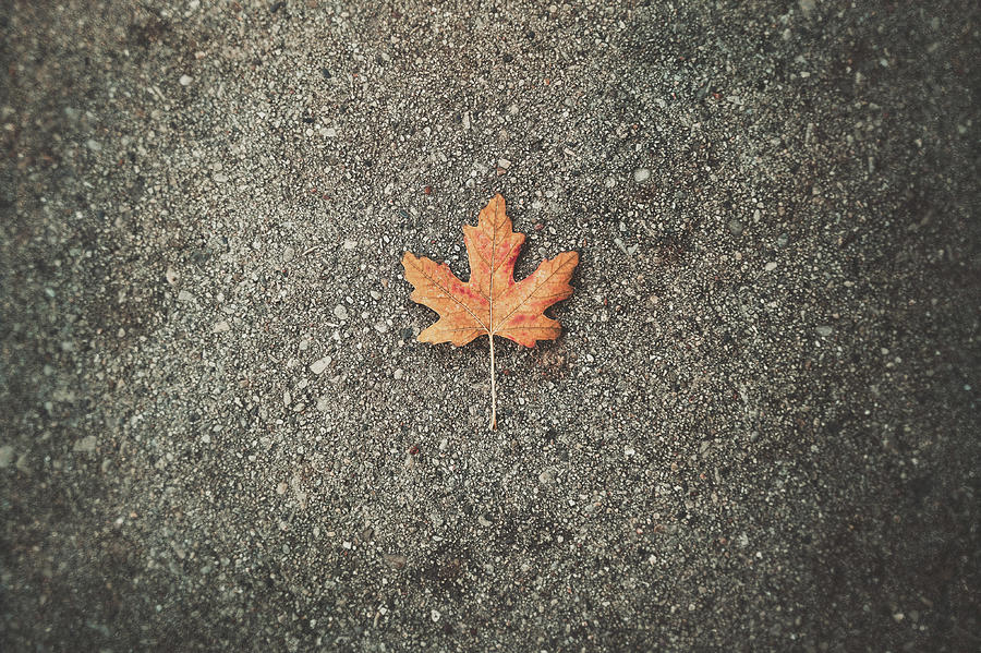Leaf On Concrete Photograph