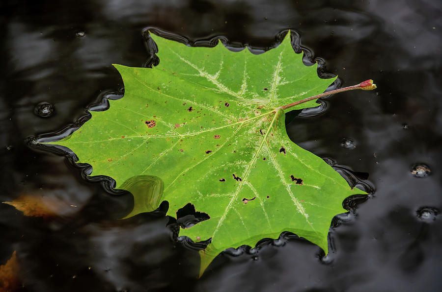 Leaf on Dark Water Photograph by Douglas Wielfaert