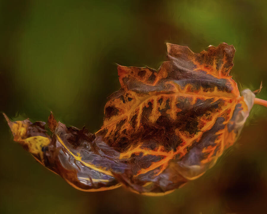 Leaf On Fire Photograph by Dodie Ross Leaf On Fire Photograph by Dodie Ross
