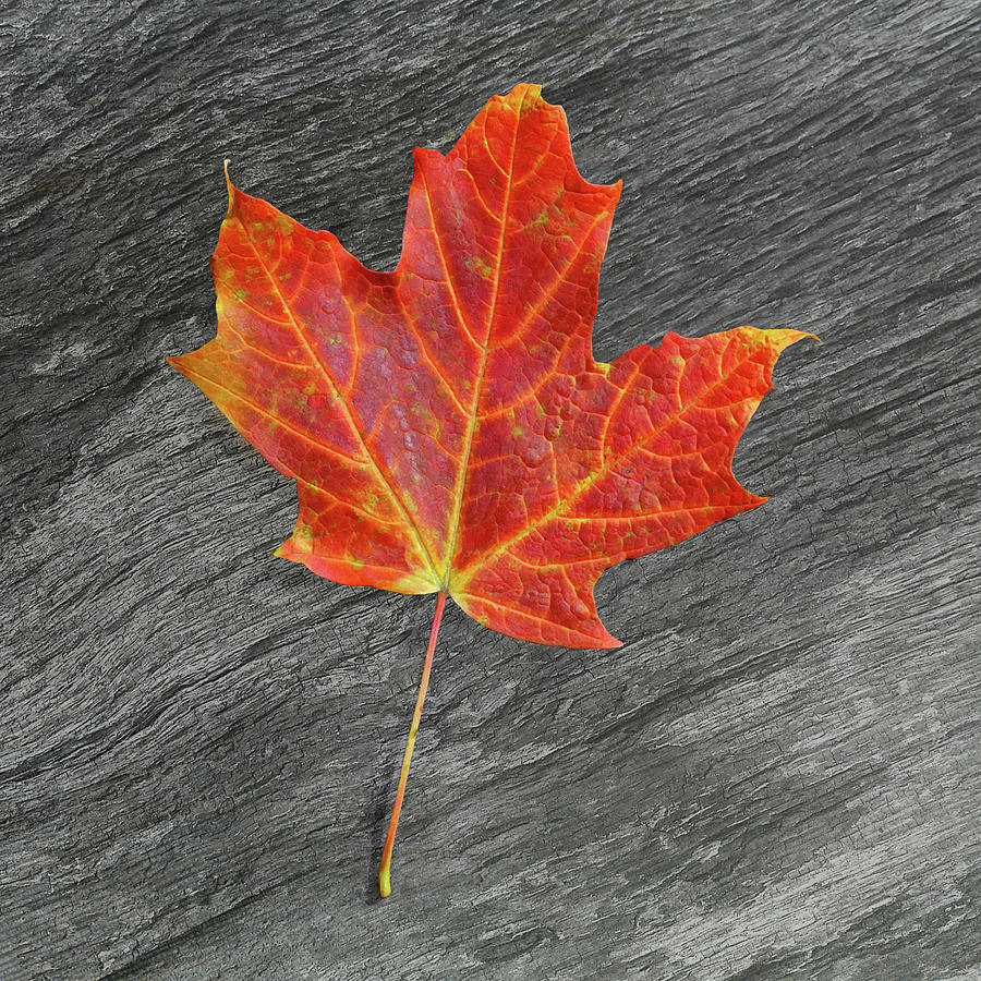 Leaf on Fire Photograph by Kathi Mirto