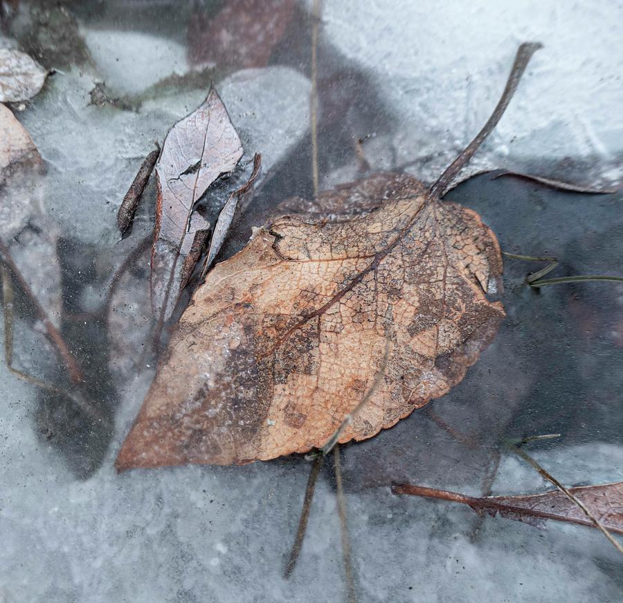 Ice Photograph - Leaf On Ice by Karen Rispin