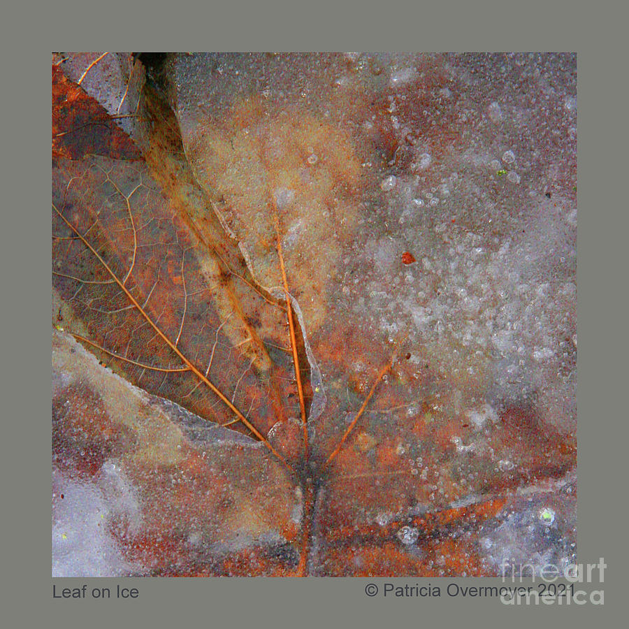 Leaf on Ice Photograph by Patricia Overmoyer