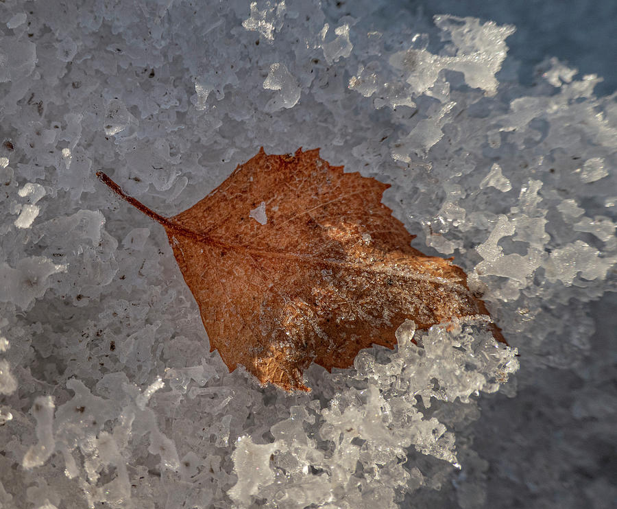 Leaf Photograph - Leaf On Icy Snow Crystals by Karen Rispin