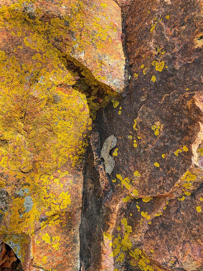 Leaf on Rock Photograph by Jerry Abbott