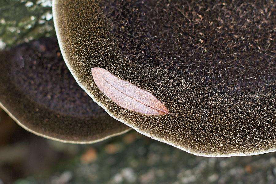 Leaf on Shelf Fungus Photograph by Paul Rebmann