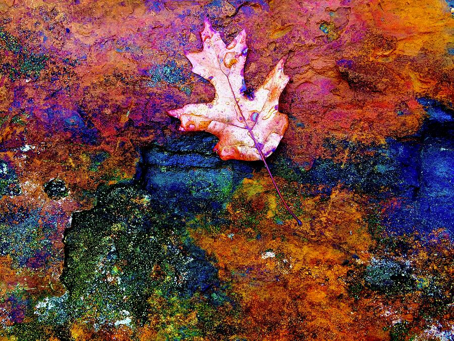 Leaf on Stone Photograph by Brandon Strellis