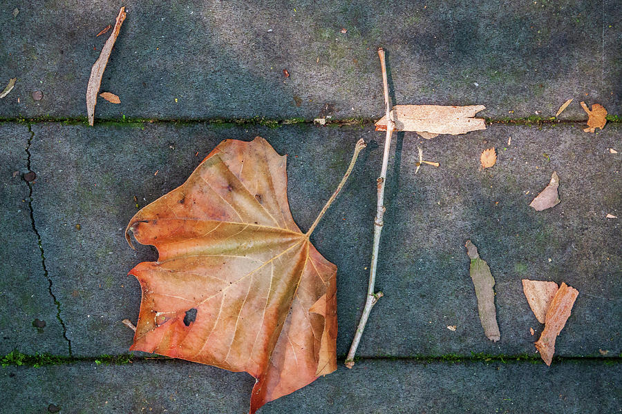 Leaf On The Boards 1 Photograph