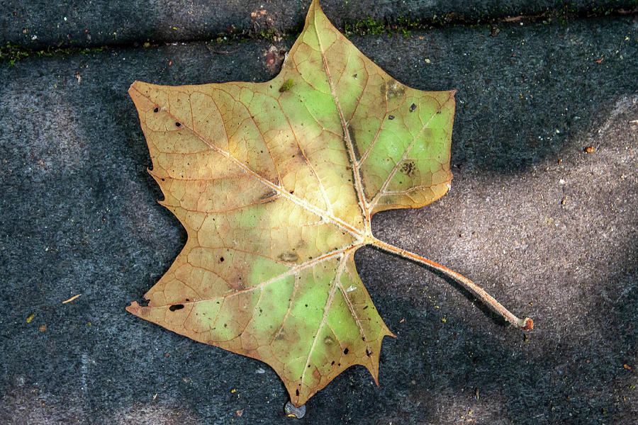 Leaf On The Boards 2 Photograph