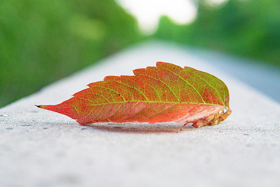 Leaf on the Trail - Romeoville, Illinois Photograph by David Morehead