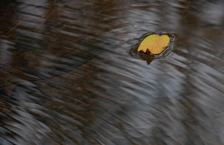 Fall Photograph - Leaf On Water by Phil And Karen Rispin