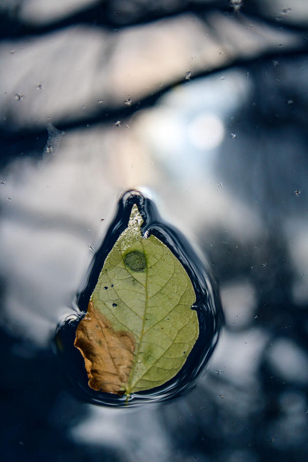 Leaf on Water, Sun Reflected Photograph by W Craig Photography
