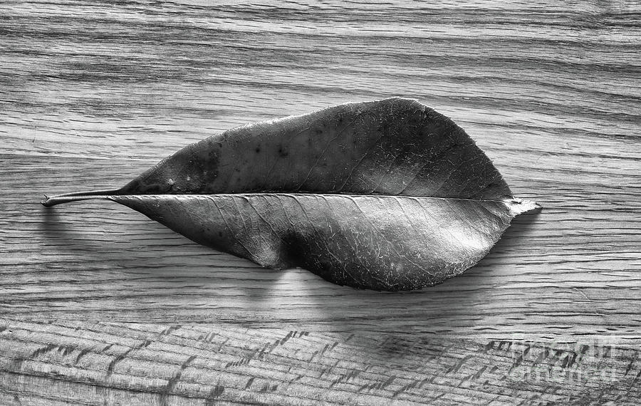 Leaf on wood Photograph by Jim Orr