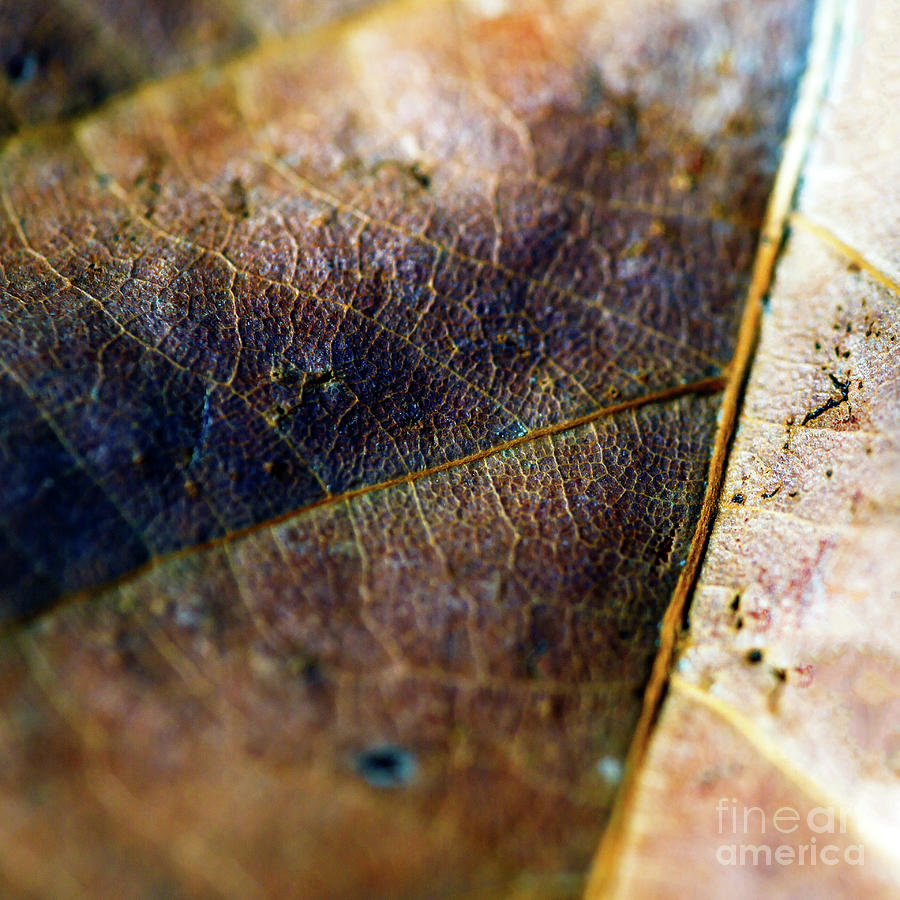 Leaf Patterns at Johnson Park Photograph by John Rizzuto
