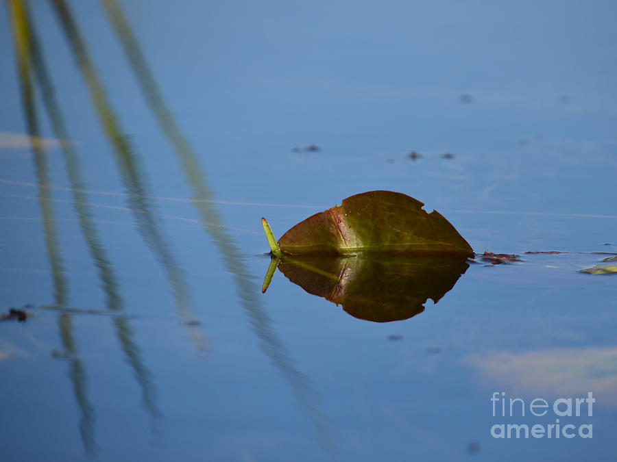 Leaf Reflection Photograph