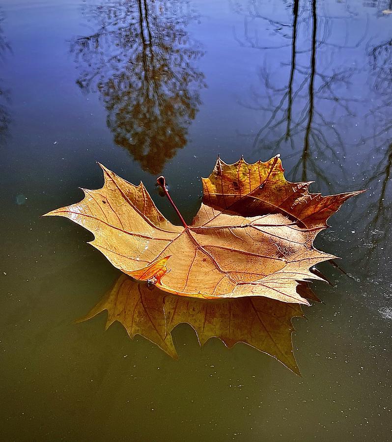 Leaf reflection  Photograph by Jane Linders