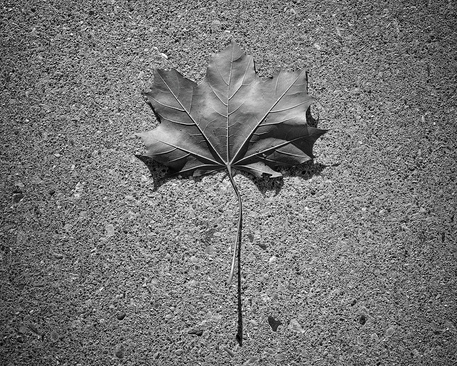 Leaf Photograph by Scott Norris