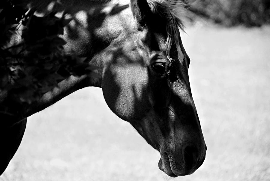 Leaf Shadow Horse Portrait - Black and White Photograph by Katherine Nutt