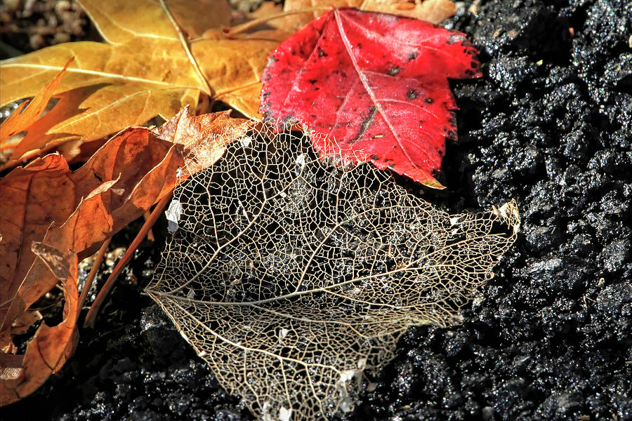 Leaf Skeleton Photograph by Donna Kennedy