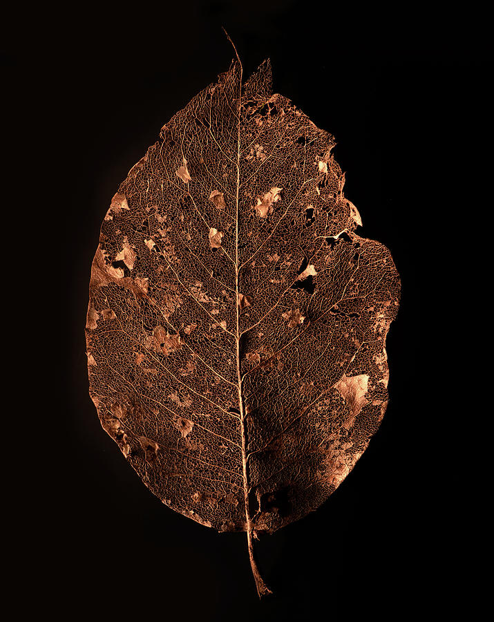 Leaf Skeleton Photograph by Naomi Maya