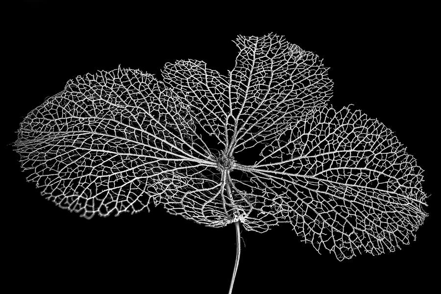 Leaf Skeleton 1 Photograph by Nigel R Bell