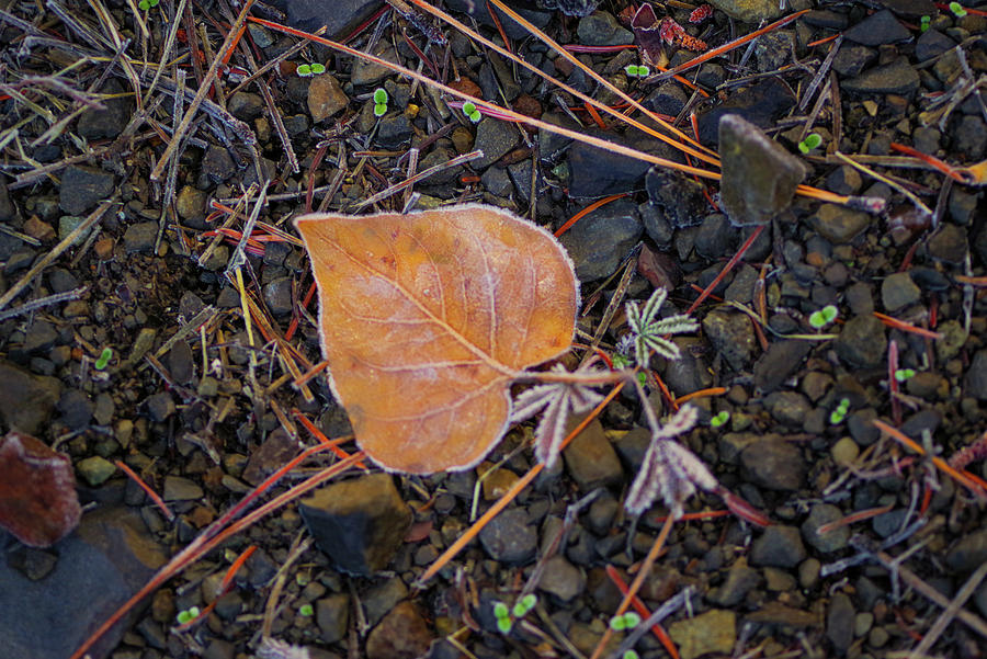 Leaf Slightly Frosted Photograph