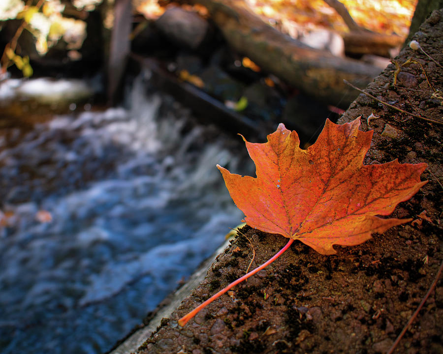 Leaf stream Photograph by Josh Patch - Fine Art America