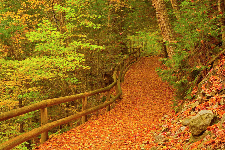 Leaf-Strewn Autumn Path Photograph by Nancy De Flon