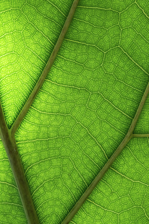 Leaf Study 1 Photograph by Stephen Suddes - Fine Art America