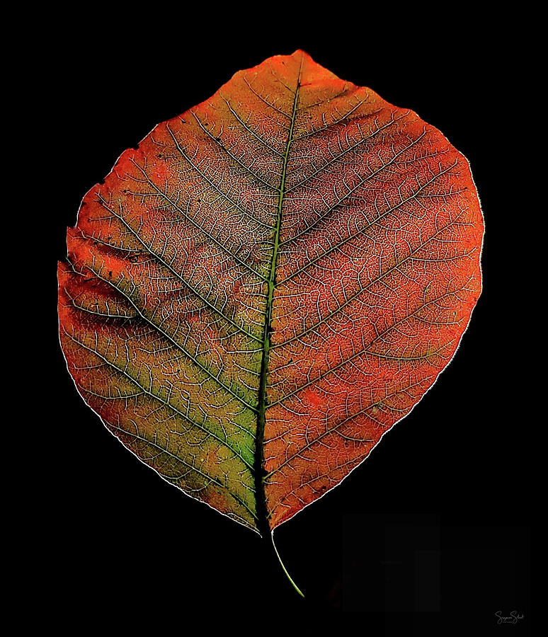 Leaf Study Photograph by Suzanne Stout
