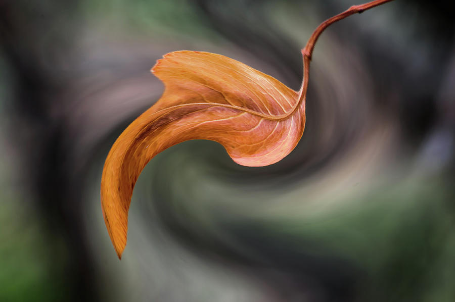 Leaf Swirl Abstract 030214 Photograph by Tam Ryan