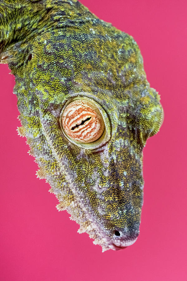 Animal Photograph - Leaf-tailed Gecko by Smithsonian Institution