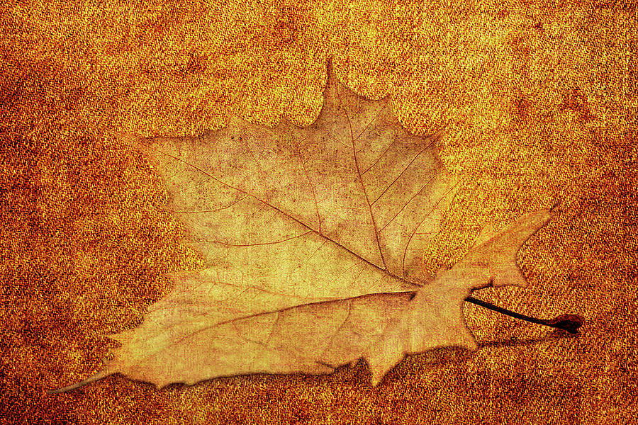 Leaf Texture Mixed Media by Ed Taylor