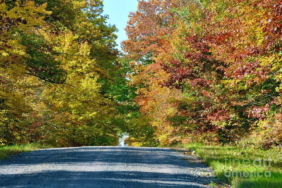 Leaf Tunnel Photograph by Hella Buchheim - Fine Art America