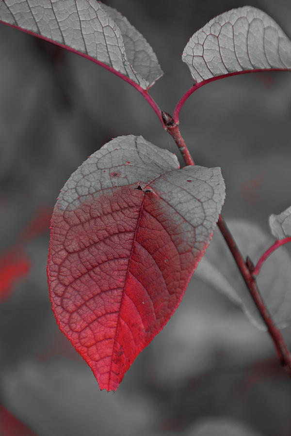 Leaf turning red where it is creased - duotone Photograph by Ulrich Kunst And Bettina Scheidulin