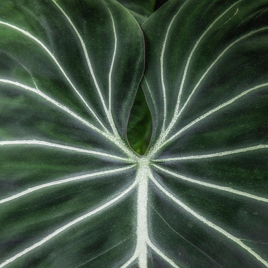 Leaf vein detail Photograph by Donald Kinney