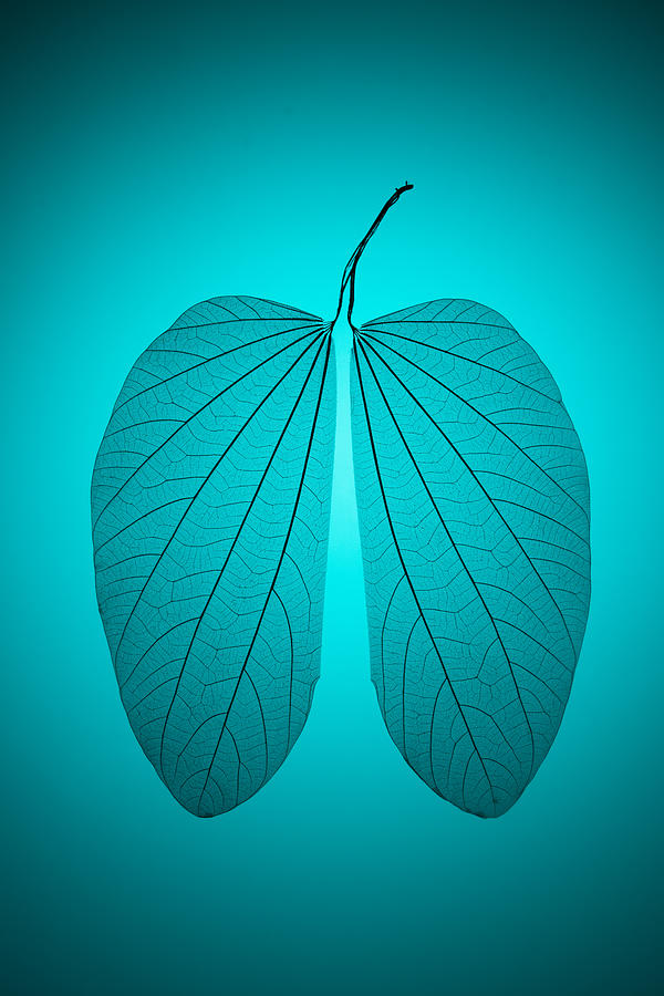 Leaf Vein in Lung Shape Photograph by MirageC