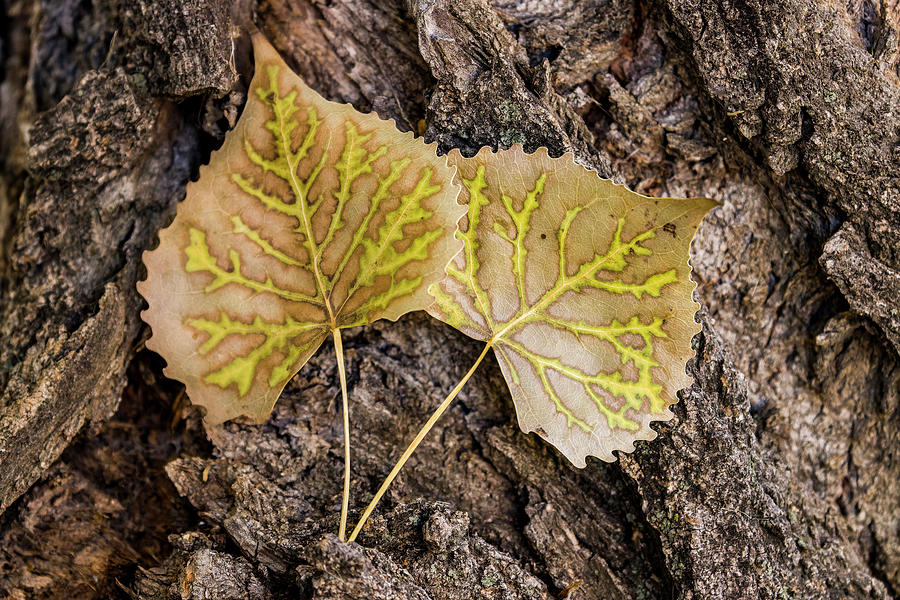 Leaf Veins Photograph by Shane Bechler
