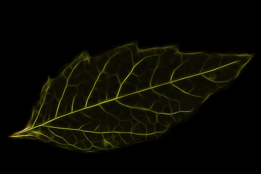 Leaf Wire Photograph