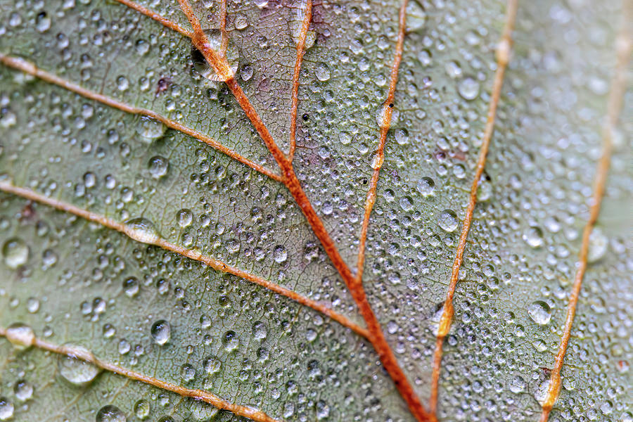 Leaf with Rain Photograph by Ryan Weddle