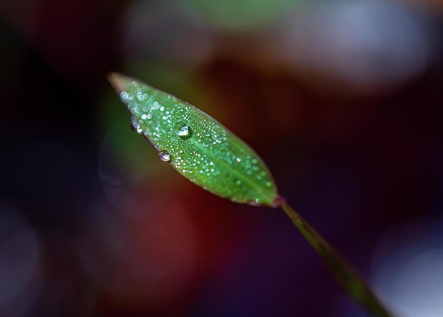 Leaf With Water Drops Photograph by Amelia Pearn