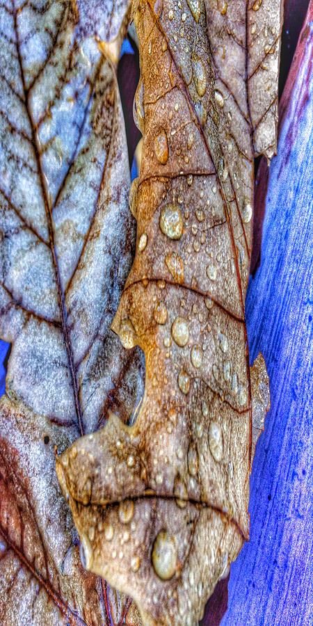 Leaf with Water Drops Digital Art by Anne Thurston