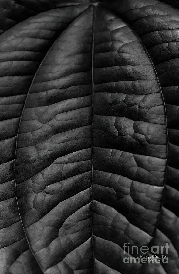 Leaf Wrinkles Photograph by Marvin Spates