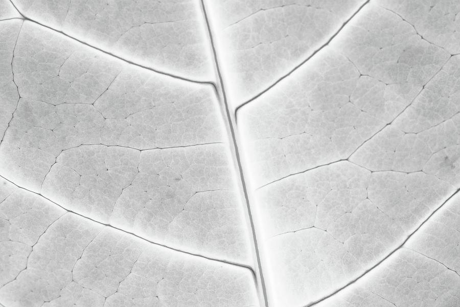 Leaf X Ray Photograph by Josu Ozkaritz